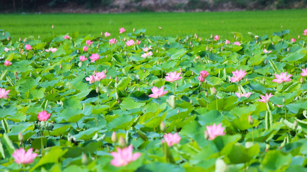 VỀ XỨ NGHỆ THĂM LÀNG SEN QUÊ BÁC