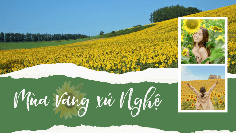 SĂN MÙA VÀNG NỞ RỘ TẠI CÁNH ĐỒNG HOA HƯỚNG DƯƠNG