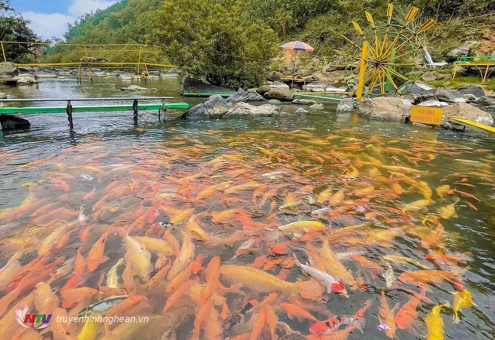 Du Lịch Nghĩa Đàn - Top 5 Điểm Đến Tuyệt Đẹp