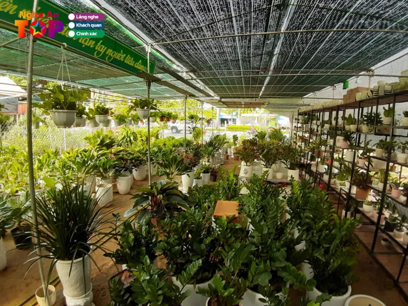 Top 4 dịch vụ cây cảnh Nghệ An: Chăm sóc và bảo vệ cảnh quan chuyên nghiệp