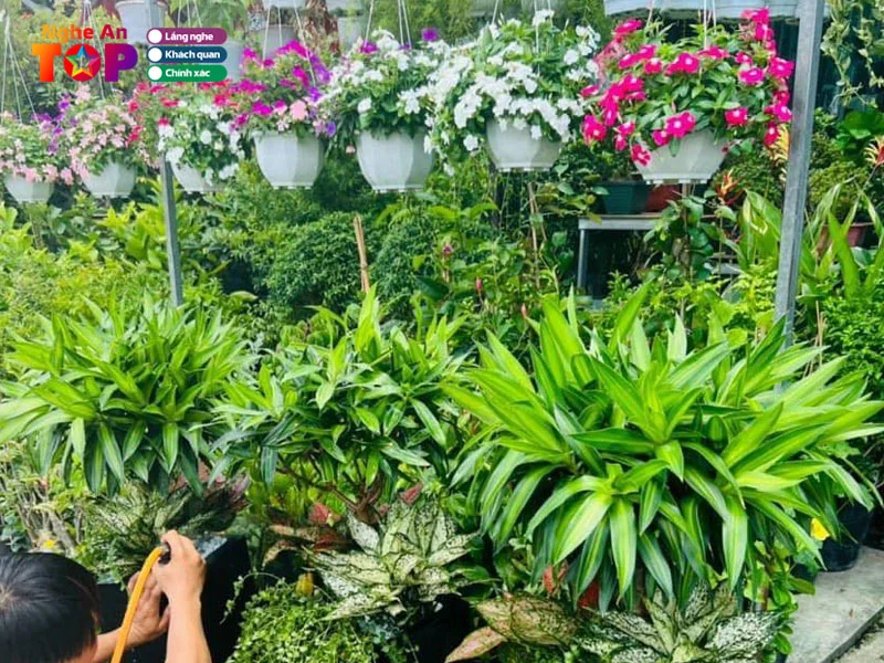 Top 4 dịch vụ cây cảnh Nghệ An: Chăm sóc và bảo vệ cảnh quan chuyên nghiệp