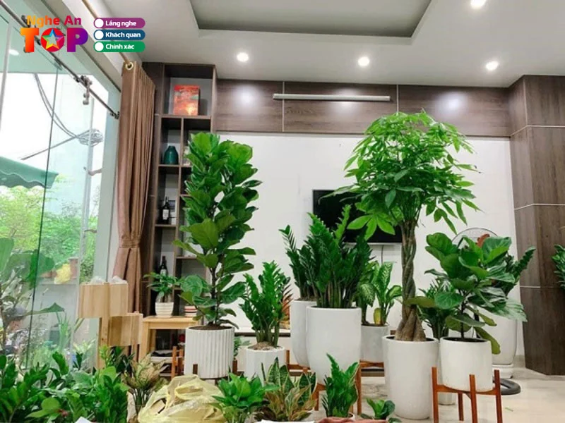 Top 4 dịch vụ cây cảnh Nghệ An: Chăm sóc và bảo vệ cảnh quan chuyên nghiệp