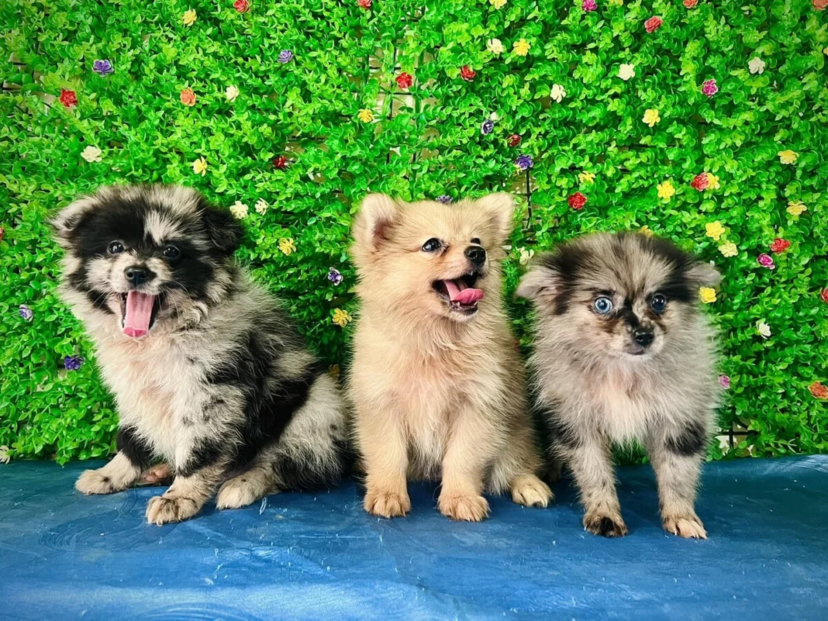 Top 5 dịch vụ chăm sóc thú cưng tốt ở Vinh được khách hàng tin tưởng nhất