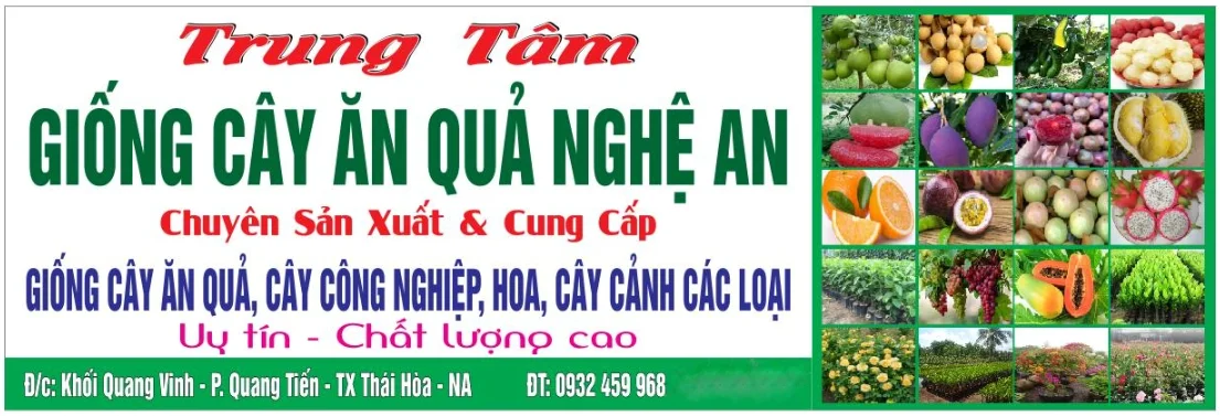 Top 5 Cửa Hàng Bán Hạt Giống – Cây Trồng Mini Đẹp Ở TP. Vinh